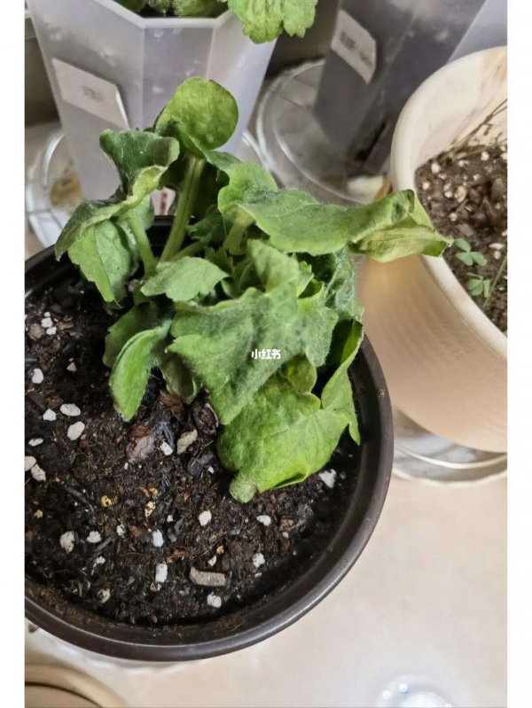 蝴蝶花叶子发蔫怎么办