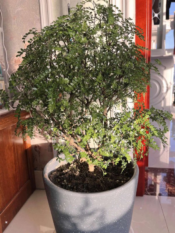 清香木叶子发蔫怎么办
