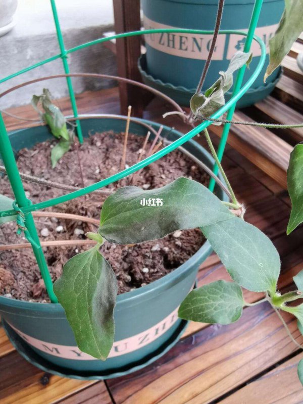 铁线莲叶子发蔫怎么办