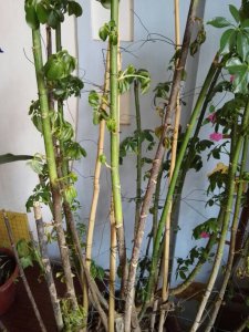 鸭脚木叶子发蔫怎么办 鸭脚木叶子枯萎怎么处理？
