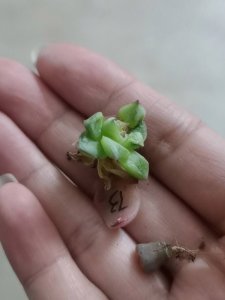 生石花叶子发蔫怎么办 生石花叶子萎缩应对方法