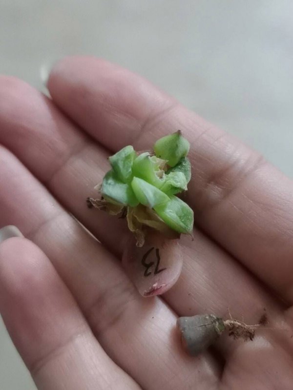 生石花叶子发蔫怎么办