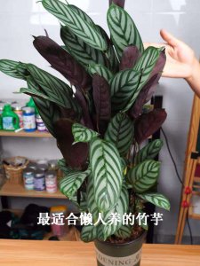 飞羽竹芋的繁殖方法 飞羽竹芋如何繁殖？