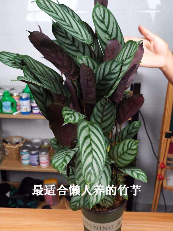 飞羽竹芋的繁殖方法