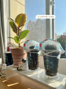 冰灯玉露的繁殖方法 冰灯玉露的繁殖技巧
冰灯玉露的繁殖攻略