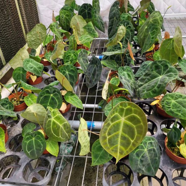 花烛的繁殖方法