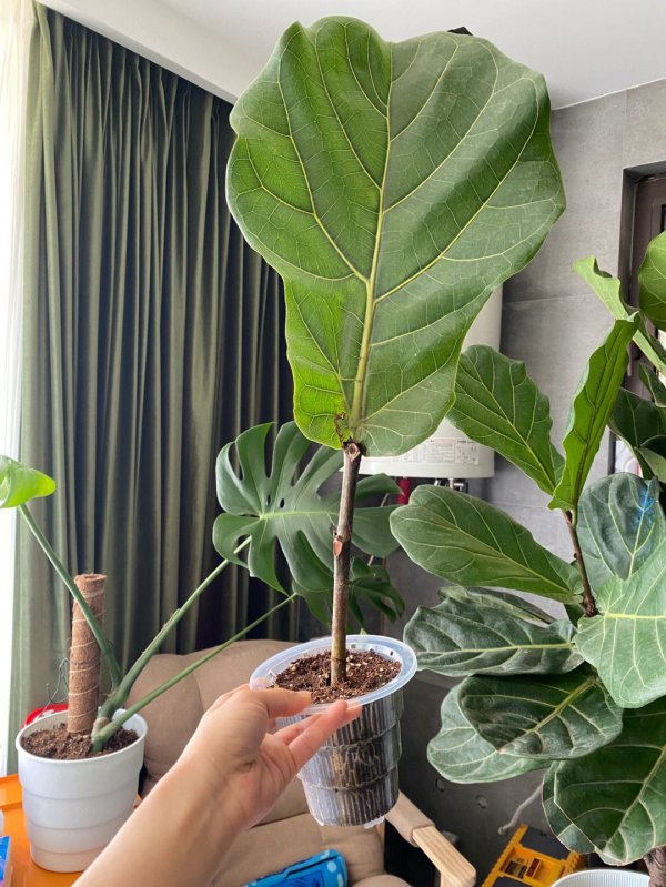 琴叶榕的繁殖方法