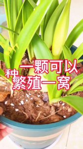 朱顶红的繁殖方法 种植朱顶红的技巧