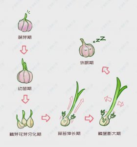 大蒜的结构 大蒜的构造