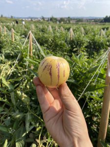 人参果是人参结的果吗 人参果是否来源于人参？