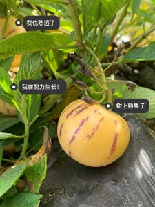 人参果为什么有股怪味 为何人参果带有奇怪气味？