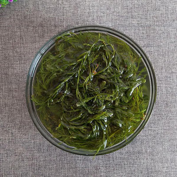 鞭炮菜原名叫什么