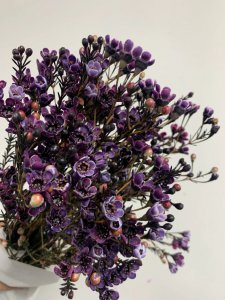 澳洲腊梅花语 澳洲腊梅花的芬芳传递爱意