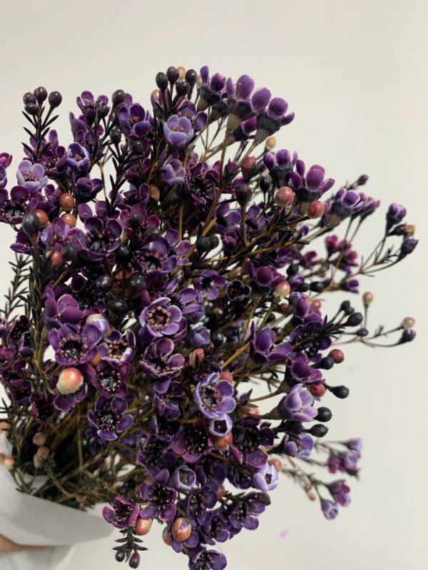 澳洲腊梅花语