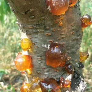 李子树上的胶和桃胶一样吗 李子树胶和桃胶有何相似之处
