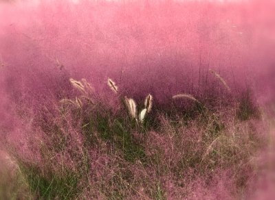 粉黛花语是什么意思 粉黛花的含义是什么？