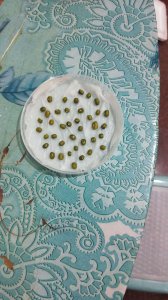 绿豆放水里的生长过程 绿豆水中发芽的过程
绿豆水中发芽的经过