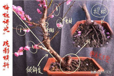 盆栽腊梅的养殖方法和注意事项 盆栽腊梅的种植技巧和注意事项