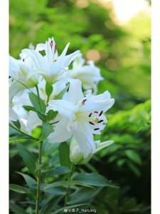 白合花代表什么意思 白合花象征着什么？