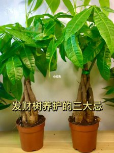 招财树要怎么养 如何正确养护招财树？
