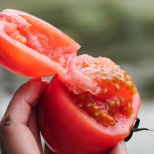 成熟的西红柿像什么 成熟的西红柿犹如红宝石