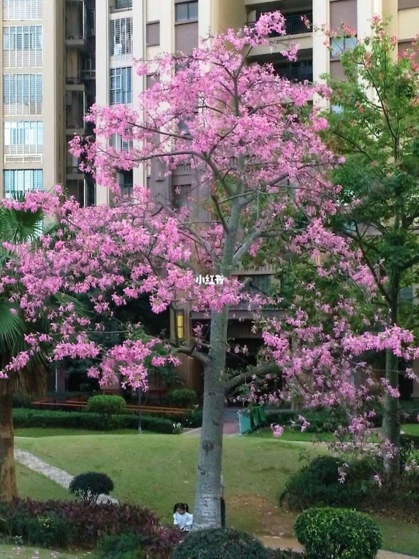 异木棉花语