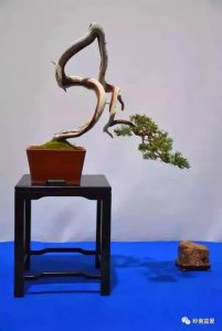 悬崖式盆景如何弯曲 悬崖盆景的曲线设计技巧