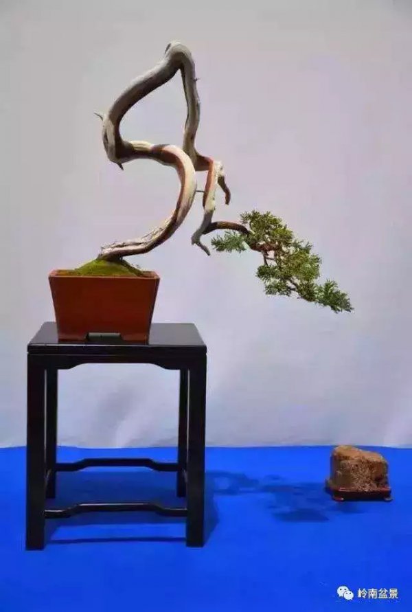 悬崖式盆景如何弯曲