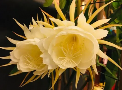 昙花的寓意和象征有哪些？放家里影响家运吗？