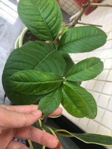 柠檬叶子从下往上变黄怎么办 柠檬树叶黄怎么处理？