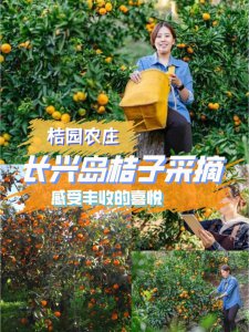 长兴岛桔子上市时间 长兴岛桔子什么时候上市？