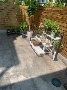 绯花玉叶子发蔫怎么办 绯花玉叶子为何变得无精打采？