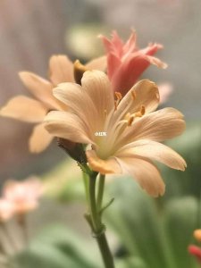露薇花叶子发蔫怎么办 露薇花叶子为何出现蔫萎现象？