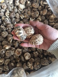 100段木能产多少香菇 100块木头可以种植多少香菇？