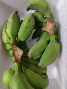 刚砍的青香蕉怎么成熟 新鲜砍下的青香蕉如何变熟