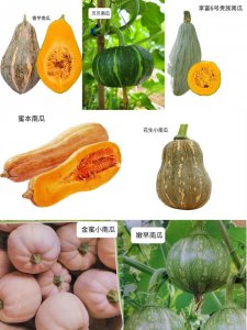南瓜是蔬菜还是水果 南瓜究竟是蔬菜还是水果？