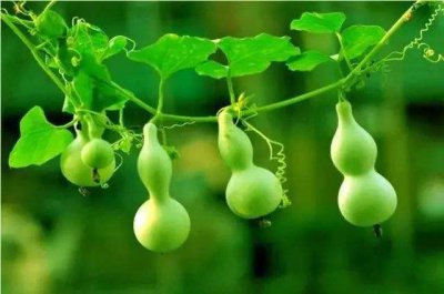 葫芦藤的特点是什么 葫芦藤有哪些特征？