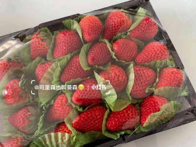 红芭蕾草莓产地在哪里 红芭蕾草莓的原产地是哪里？
