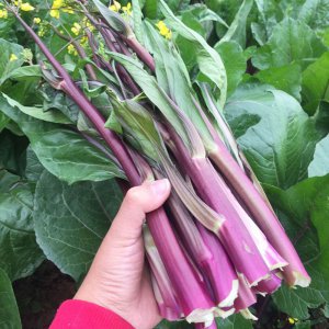 红菜苔叶子肥大能打掉吗 红菜苔叶子肥大容易掉落吗？