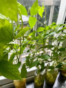 红豆生长过程 红豆生长之旅

红豆的成长历程