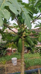 绿化木瓜树果子能吃吗 绿化木瓜树果实可食用吗？