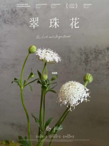 翠珠花的花语 翡翠花的寓意