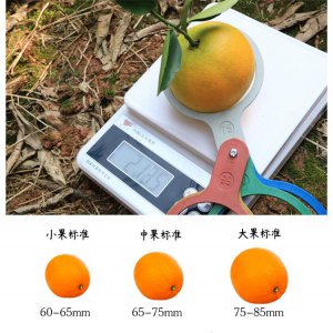 脐橙标准果的大小 脐橙标准果尺寸