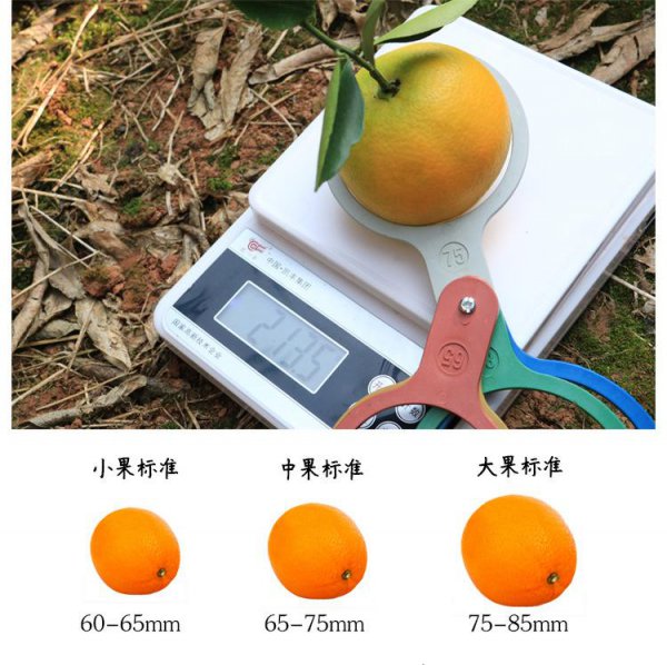 脐橙标准果的大小