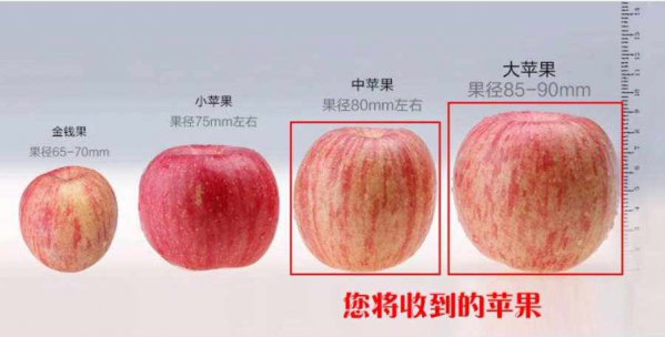 苹果果径大小标准