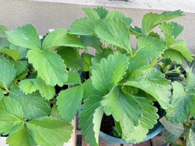 草莓结果时要留多少叶片 草莓果实要保留多少叶片？