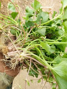 荸荠属于根还是茎 荸荠是根还是地下茎？