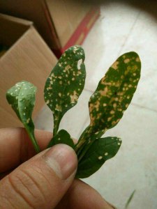 菠菜叶子上的白色结晶是什么 菠菜叶子上的白色晶体是什么？