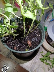 菠萝蜜种子泡了7天还没发芽怎么办