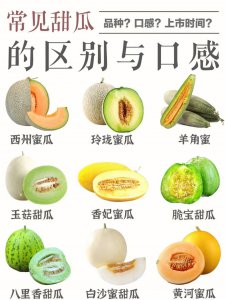 甜瓜是水果还是蔬菜 甜瓜究竟属于水果还是蔬菜？